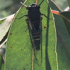 Yoyetta hunterorum at Jingera, NSW - 23 Dec 2024