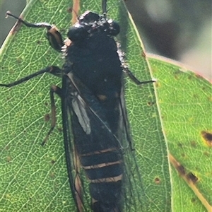 Yoyetta hunterorum at Jingera, NSW - 23 Dec 2024