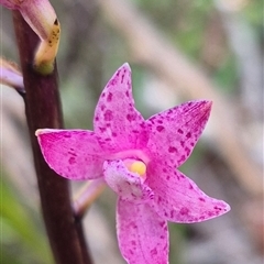 Dipodium roseum (Rosy Hyacinth Orchid) at Jingera, NSW - 23 Dec 2024 by clarehoneydove