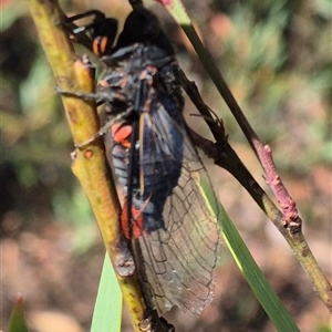 Yoyetta denisoni (Black Firetail Cicada) at Jingera, NSW by clarehoneydove