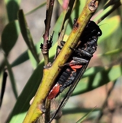 Yoyetta denisoni at Jingera, NSW - 23 Dec 2024 04:42 PM