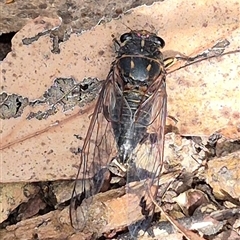 Galanga labeculata (Double-spotted cicada) at Jingera, NSW - 23 Dec 2024 by clarehoneydove