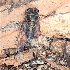 Galanga labeculata at Jingera, NSW - 23 Dec 2024 05:00 PM