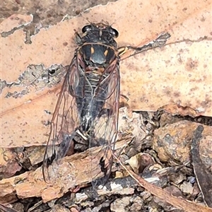 Galanga labeculata at Jingera, NSW - 23 Dec 2024