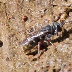 Pison sp. (genus) (Black mud-dauber wasp) at Hackett, ACT - 18 Dec 2024 by Pirom