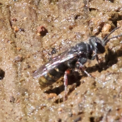 Pison sp. (genus) at Hackett, ACT - 18 Dec 2024 by Pirom