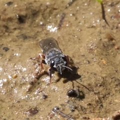 Pison sp. (genus) at Hackett, ACT - 18 Dec 2024