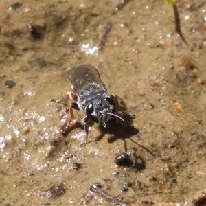 Pison sp. (genus) at Hackett, ACT - 18 Dec 2024 03:28 PM