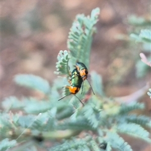 Aporocera (Aporocera) consors (A leaf beetle) at Jingera, NSW by clarehoneydove