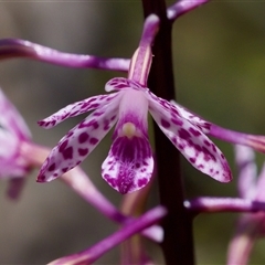 Dipodium punctatum (Blotched Hyacinth Orchid) at Bungonia, NSW - 20 Dec 2024 by KorinneM