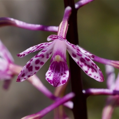 Dipodium punctatum (Blotched Hyacinth Orchid) at Bungonia, NSW - 20 Dec 2024 by KorinneM