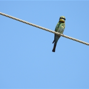 Merops ornatus at Pallarenda, QLD by TerryS