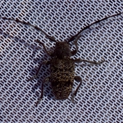 Ancita sp. (genus) at Bungonia, NSW - 20 Dec 2024 by KorinneM