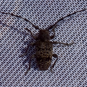 Ancita sp. (genus) at Bungonia, NSW - 20 Dec 2024 03:26 PM