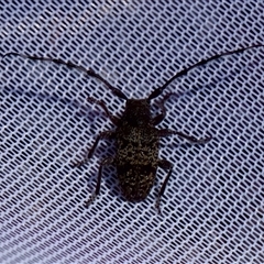 Ancita sp. (genus) at Bungonia, NSW - 20 Dec 2024 03:26 PM