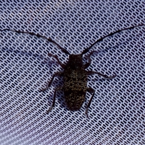 Ancita sp. (genus) at Bungonia, NSW - 20 Dec 2024 03:26 PM