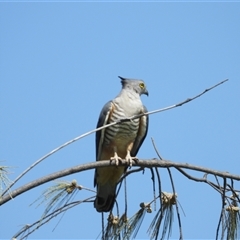 Aviceda subcristata at Pallarenda, QLD - 7 Dec 2024 by TerryS