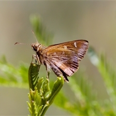 Toxidia doubledayi (Lilac Grass-skipper) at Bungonia, NSW - 20 Dec 2024 by KorinneM