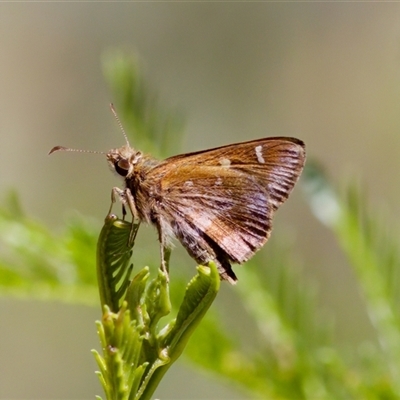 Toxidia doubledayi (Lilac Grass-skipper) at Bungonia, NSW - 20 Dec 2024 by KorinneM