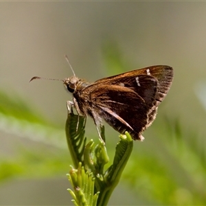 Toxidia doubledayi at Bungonia, NSW - 20 Dec 2024 03:18 PM