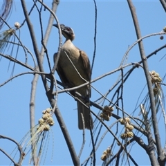 Philemon buceroides (Helmeted Friarbird) at Pallarenda, QLD - 8 Dec 2024 by TerryS