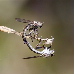 Cerdistus sp. (genus) (Slender Robber Fly) at Bungonia, NSW by KorinneM