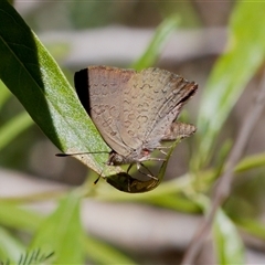 Paralucia pyrodiscus at Bungonia, NSW - 20 Dec 2024 by KorinneM