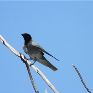 Coracina novaehollandiae at Pallarenda, QLD by TerryS