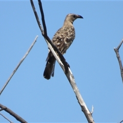 Chlamydera nuchalis (Great Bowerbird) at Pallarenda, QLD - 8 Dec 2024 by TerryS