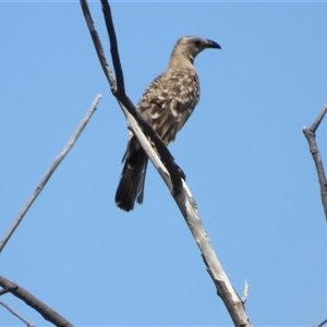 Chlamydera nuchalis (Great Bowerbird) at Pallarenda, QLD by TerryS