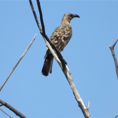 Chlamydera nuchalis at Pallarenda, QLD - 7 Dec 2024 by TerryS