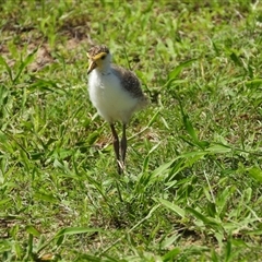 Vanellus miles (Masked Lapwing) at Pallarenda, QLD - 8 Dec 2024 by TerryS