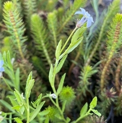 Lobelia sp. at Breadalbane, NSW - 23 Dec 2024 by JaneR