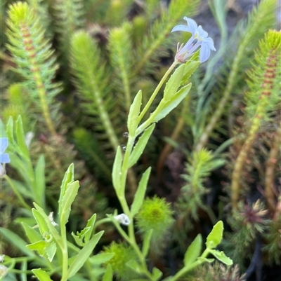 Lobelia sp. at Breadalbane, NSW - 23 Dec 2024 by JaneR