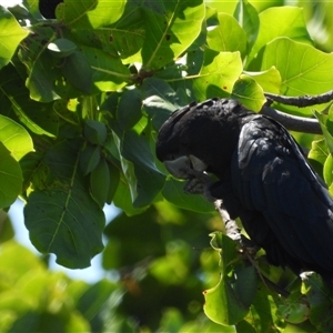 Calyptorhynchus banksii banksii at Pallarenda, QLD - suppressed