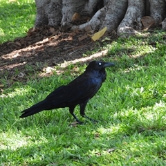 Corvus coronoides (Australian Raven) at Pallarenda, QLD - 8 Dec 2024 by TerryS