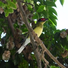 Sphecotheres vieilloti at Pallarenda, QLD - 7 Dec 2024 by TerryS