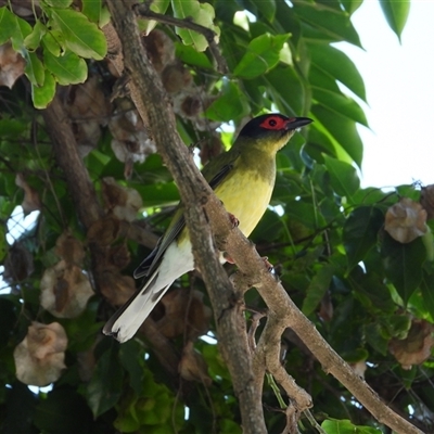 Sphecotheres vieilloti (Australasian Figbird) at Pallarenda, QLD - 8 Dec 2024 by TerryS