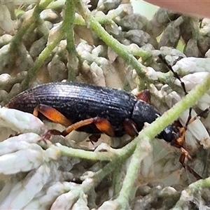 Lepturidea punctulaticollis at Jingera, NSW - 23 Dec 2024