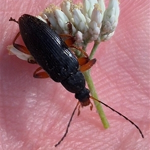 Lepturidea punctulaticollis at Jingera, NSW - 23 Dec 2024