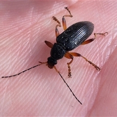 Lepturidea punctulaticollis at Jingera, NSW - 23 Dec 2024