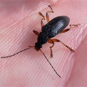 Lepturidea punctulaticollis at Jingera, NSW - 23 Dec 2024