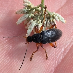 Lepturidea punctulaticollis at Jingera, NSW - 23 Dec 2024 05:13 PM