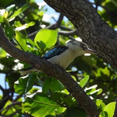 Dacelo novaeguineae at Pallarenda, QLD - 7 Dec 2024 by TerryS