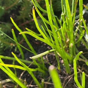 Lilaeopsis polyantha (Lilaeopsis) at Breadalbane, NSW by JaneR