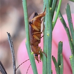 Lepturidea rubra (Comb-footed darkling beetle) at Jingera, NSW - 23 Dec 2024 by clarehoneydove