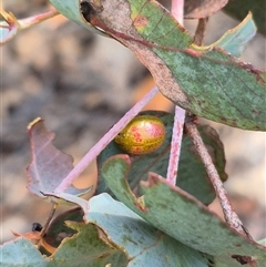 Paropsisterna fastidiosa (Eucalyptus leaf beetle) at Jingera, NSW - 23 Dec 2024 by clarehoneydove