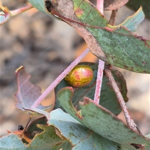 Paropsisterna fastidiosa at Jingera, NSW - 23 Dec 2024