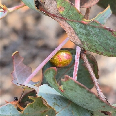 Paropsisterna fastidiosa (Eucalyptus leaf beetle) at Jingera, NSW - 23 Dec 2024 by clarehoneydove