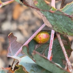 Paropsisterna fastidiosa at Jingera, NSW - 23 Dec 2024